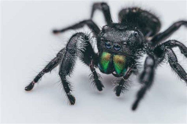 7 Fascinating Reasons Why Spiders Are In Your Dreams