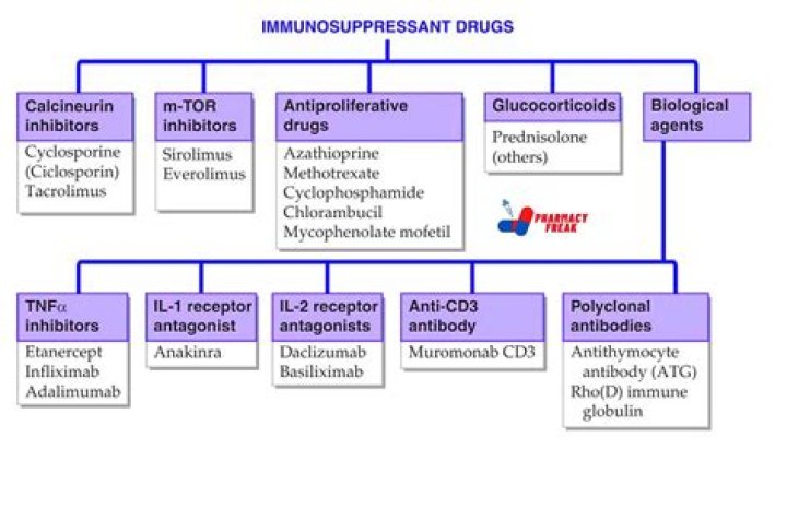 Allografts, Immunosupression and Autophagy: A Conspiracy to Fibrose? - ePrints