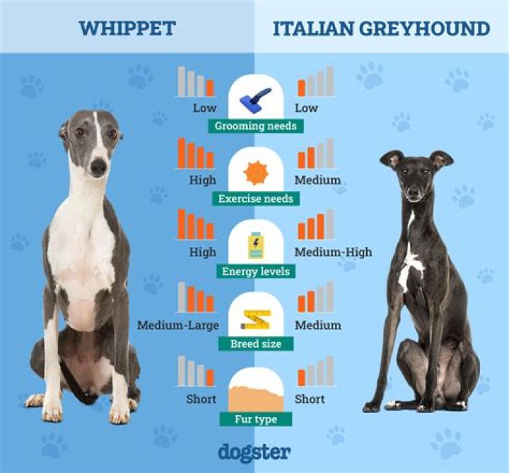 Everything You Need to Know About Whippets and How to Stay Safe
