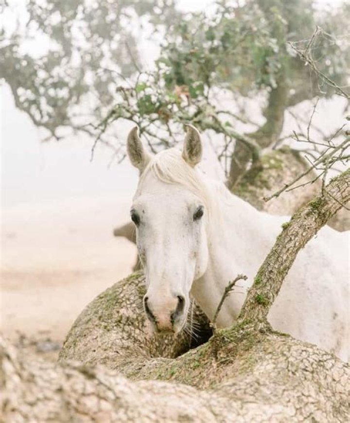 Meanings of Dreams About Horses: 7 Common Interpretations