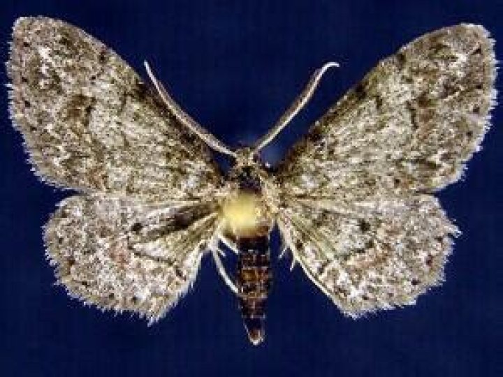 Moth Photographers Group – Glenoides texanaria – 6443