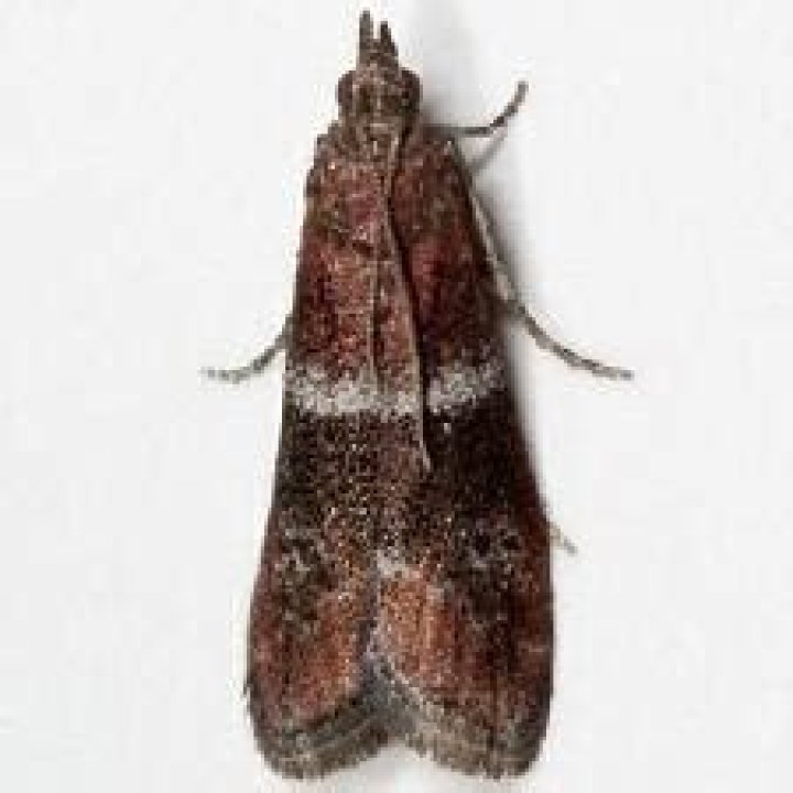 Moth Photographers Group – Moodna ostrinella – 6005