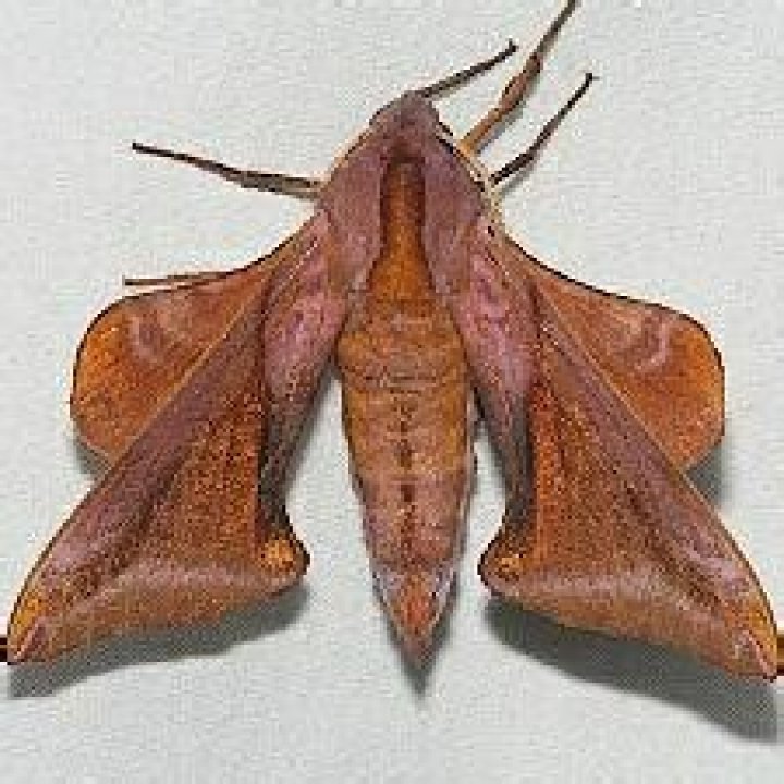 Moth Photographers Group – Paonias astylus – 7826