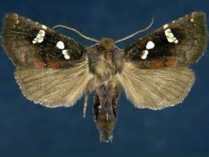 Moth Photographers Group – Papaipema sciata – 9506