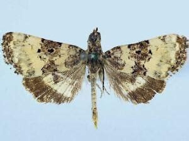 Moth Photographers Group – Pseudacontia crustaria – 10172