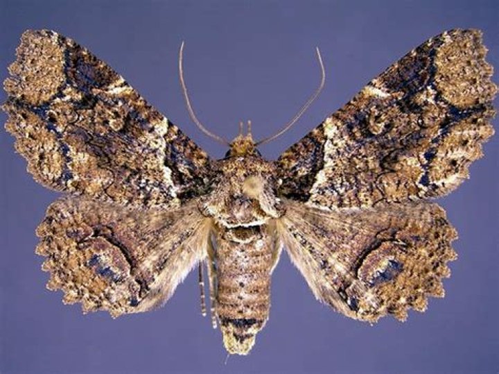 Moth Photographers Group – Zale exhausta – 8684