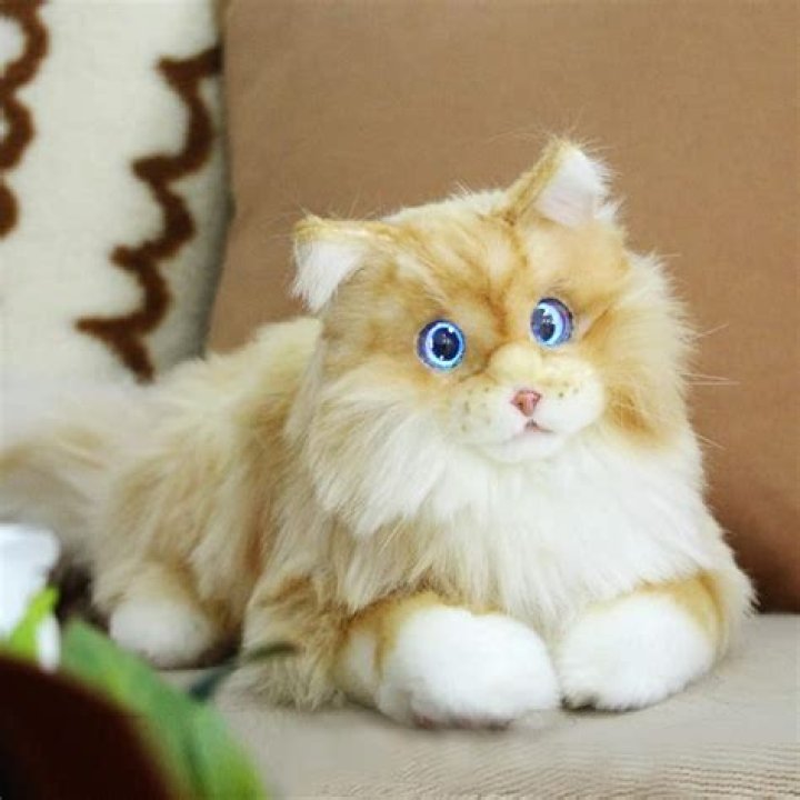 Robotic therapy cat toy | Dementia Support Forum
