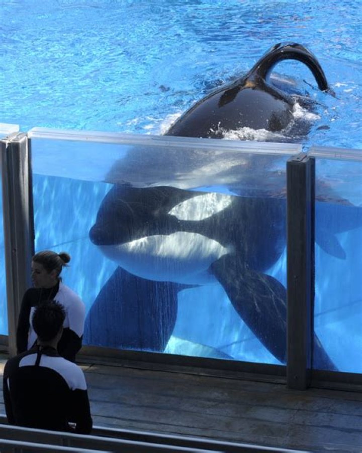 Tilikum the Killer Whale: A Tragic and Violent Life