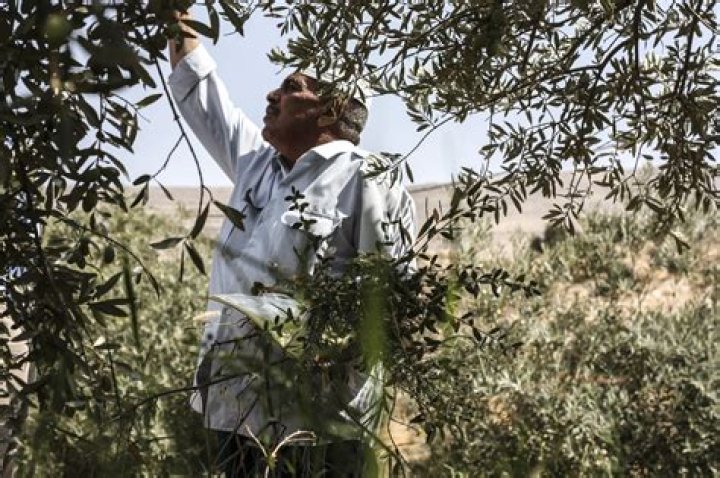 What is Extra Virgin Olive Oil? Essential Facts and Expert Tips (2024)